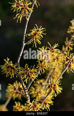 Hamamelis: Hamamelis Mollis imperialis Stockfoto