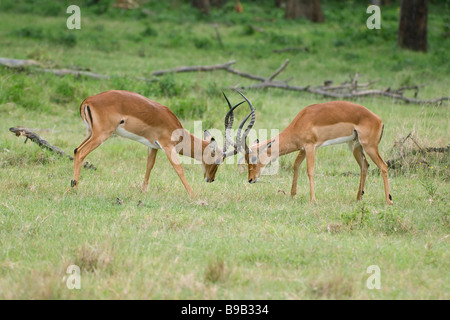 Impalas Aepyceros melampus, Kenia, Afrika Stockfoto