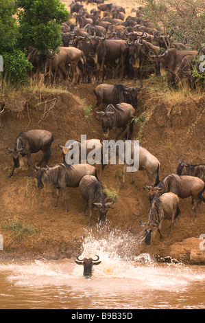 Weißen bärtigen Gnus oder Gnus Connochaetes Taurinus Migration Stockfoto