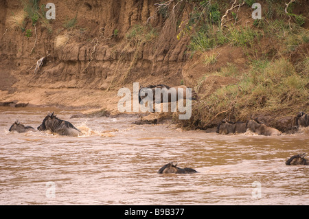 Weißen bärtigen Gnus oder Gnus Connochaetes Taurinus Migration Stockfoto