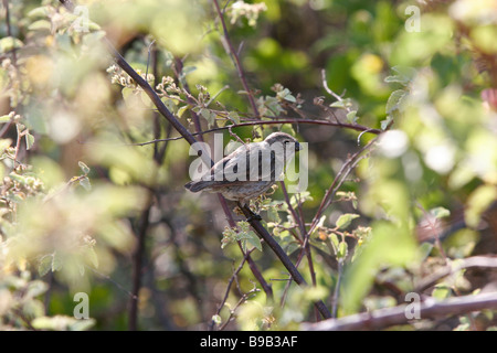 mittelfein gemahlenen Finch Urbina Bay Insel Isabela Galapagos Stockfoto