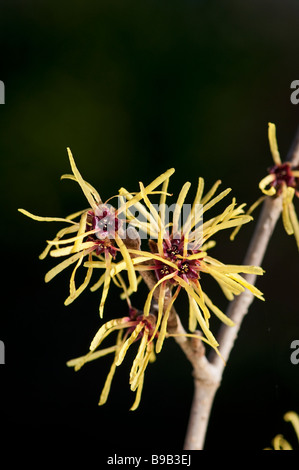 Hamamelis: Hamamelis Mollis imperialis Stockfoto