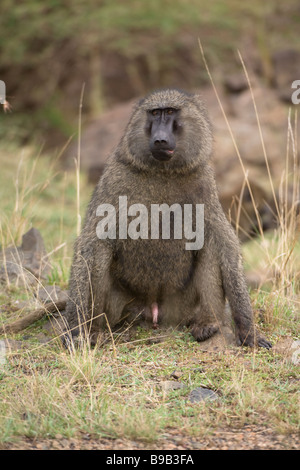 Savanna Baboon oder Yellow Baboon Papio cynocepal, Kenia, Afrika Stockfoto