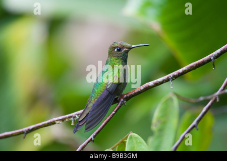 Violett-fronted brillant (Heliodoxa Leadbeateri) thront auf einem Ast Stockfoto