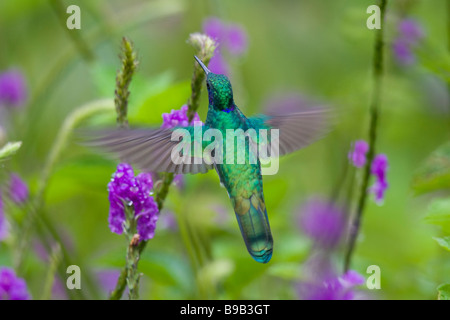 Funkelnde violett-Ohr (Colibri Coruscans) schwebt bei der Fütterung von einer Blume Stockfoto