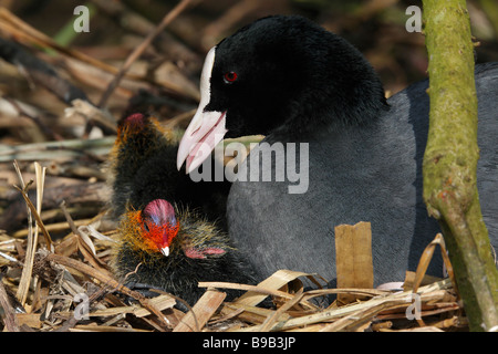 Die eurasischen Blässhuhn (Fulica Atra) auf dem Nest mit zwei Küken. Stockfoto