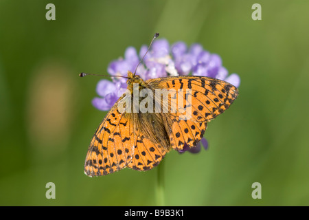 Schäfers Fritillary Boloria verblasst Stockfoto