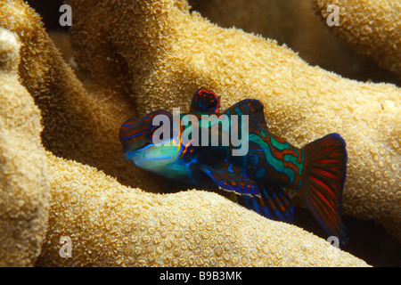 Eine weibliche Mandarin Fischfütterung (Synchiropus Splendidus) in die Finger Korallen-Bildung. Stockfoto