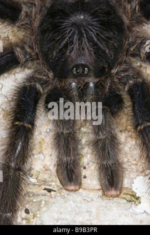 Nahaufnahme von einer weiblichen peruanischen Pinktoe Vogelspinne (Avicularia Urticans) Stockfoto