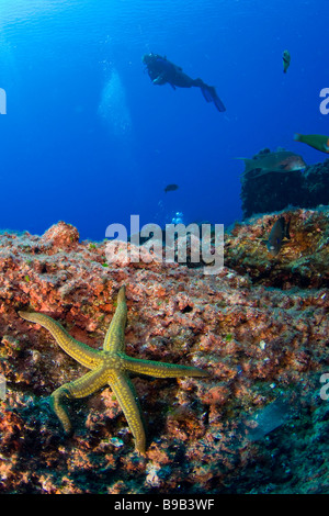 Taucher schwimmen über Riff Rocas Alijos Baja California Mexiko Stockfoto