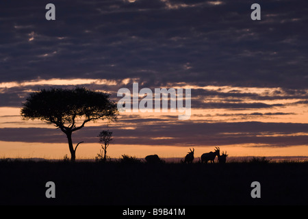 Topis bei Sonnenaufgang Masai Mara, Kenia, Afrika Stockfoto