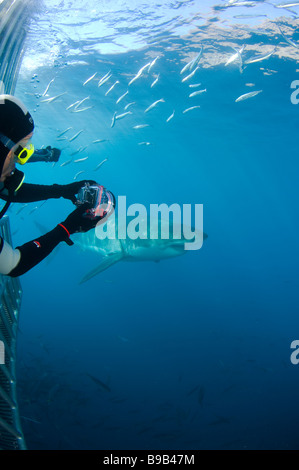 Taucher im Haikäfig fotografieren großer Weißhai Carcharodon Carcharias Guadalupe Insel Baja California Mexiko Stockfoto