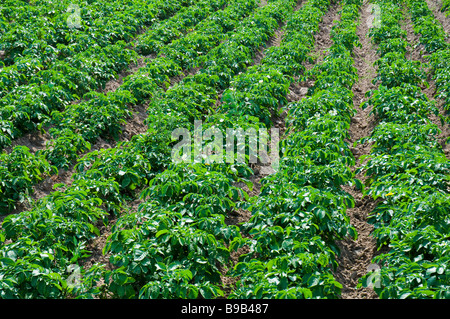 Kartoffelfeld Stockfoto