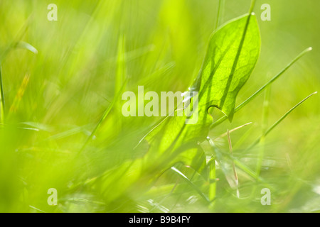 Nahaufnahme der Sommer-Rasen-Abteilung des Feldes Stockfoto