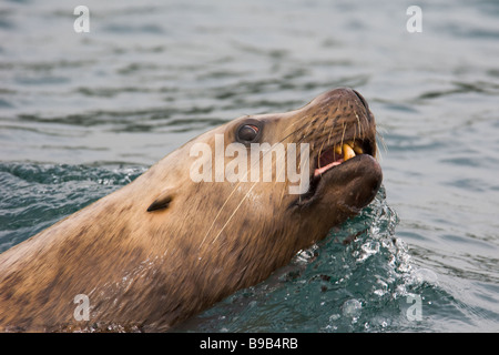 Steller oder nördlichen Seelöwen Eumetopias Jubatus Alaska Stockfoto