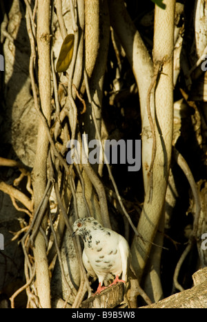 Taube in einem Banyan Baumstamm, Waikiki Beach, Honolulu, Oahu, Hawaii. Stockfoto