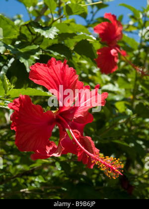 Hibiscus - Malaysias nationale Blume wächst wild Stockfoto