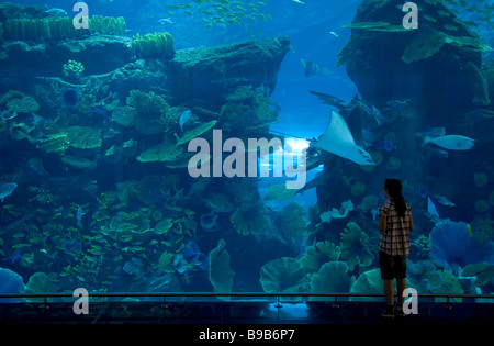 Aquarium in Shopping-Mall, Dubai, Vereinigte Arabische Emirate Stockfoto