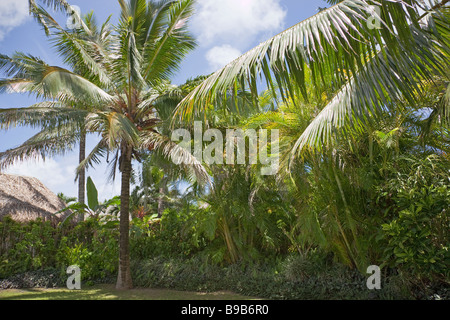 Kokospalmen mit Palm strohgedeckten Hütte in einem tropischen Garten - Cocos Nucifera - Rarotonga, Cook-Inseln, Polynesien Stockfoto