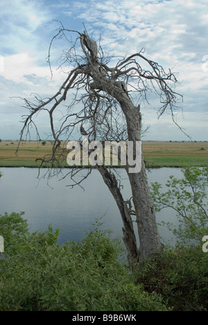 Treeby Flussufer im Chobe Nationalpark, Botswana Stockfoto