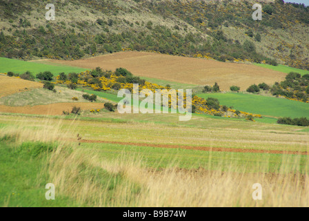 Feld Und Ginster Feld und Besen 07 Stockfoto