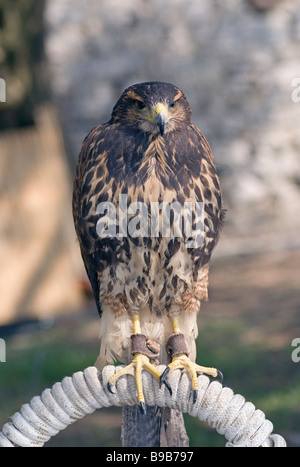 Gemeinsamen Bussard Buteo Buteo Stockfoto