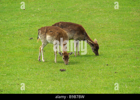 Reh Reh 01 Stockfoto