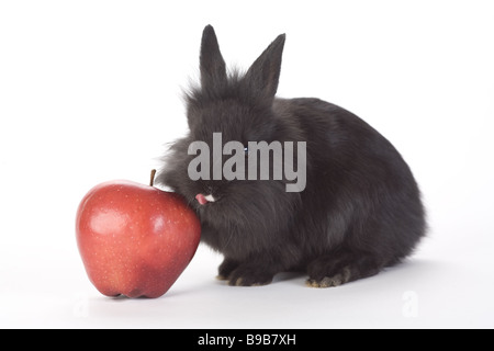 schwarzer Hase und ein roter Apfel, isoliert auf weiss Stockfoto
