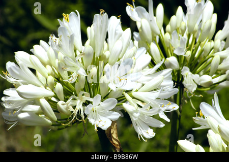 Nahaufnahme einer Agapanthus Blume Stockfoto