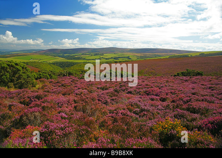 Dunkery Beacon (1.704 Fuß - höchster Punkt auf Exmoor und in Somerset) von Porlock Common, Somerset, England, UK Stockfoto