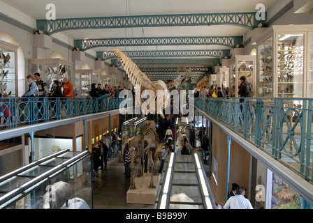 Das Museum of Natural History, Lille, Frankreich Stockfoto