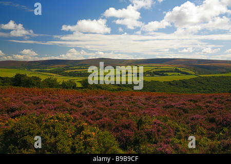 Dunkery Beacon (1.704 Fuß - höchster Punkt auf Exmoor und in Somerset) von Porlock Common, Somerset, England, UK Stockfoto