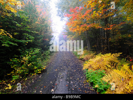 Fuß auf einem Busch Weg in Nord-Ontario im Herbst Stockfoto