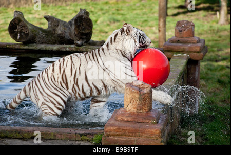 Ein weißer Tiger spielen mit einem großen roten Ball an der West Midland Safaripark Worcestershire England UK Stockfoto