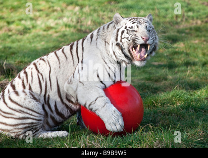 Ein weißer Tiger spielen mit einem großen roten Ball an der West Midland Safaripark Worcestershire England UK Stockfoto