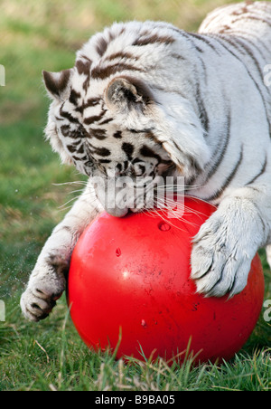 Ein weißer Tiger spielen mit einem großen roten Ball an der West Midland Safaripark Worcestershire England UK Stockfoto