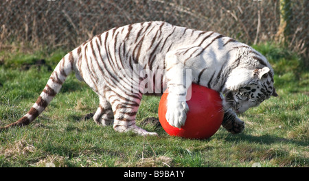 Ein weißer Tiger spielen mit einem großen roten Ball an der West Midland Safaripark Worcestershire England UK Stockfoto