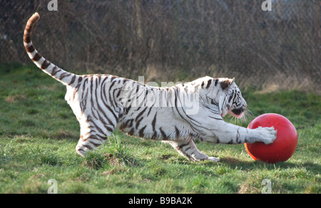 Ein weißer Tiger spielen mit einem großen roten Ball an der West Midland Safaripark Worcestershire England UK Stockfoto