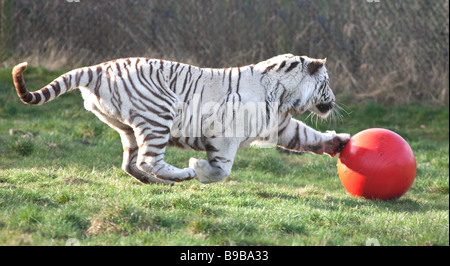 Ein weißer Tiger spielen mit einem großen roten Ball an der West Midland Safaripark Worcestershire England UK Stockfoto