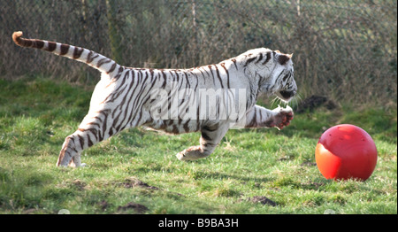 Ein weißer Tiger spielen mit einem großen roten Ball an der West Midland Safaripark Worcestershire England UK Stockfoto