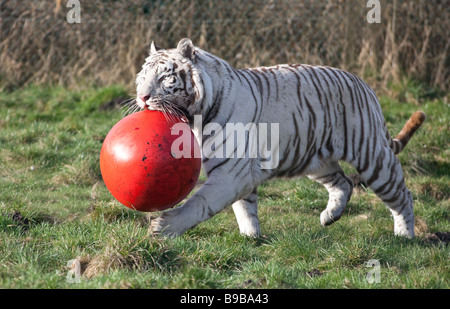 Ein weißer Tiger spielen mit einem großen roten Ball an der West Midland Safaripark Worcestershire England UK Stockfoto