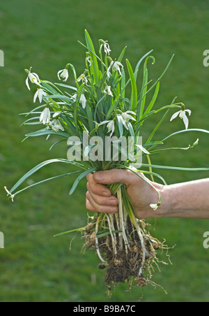 Ein Büschel von Schneeglöckchen entwurzelt bereit, ausgepflanzt werden. Stockfoto