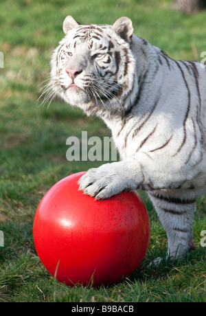 Ein weißer Tiger spielen mit einem großen roten Ball an der West Midland Safaripark Worcestershire England UK Stockfoto