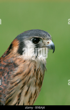 American Kestrel Captive - vertikal Stockfoto