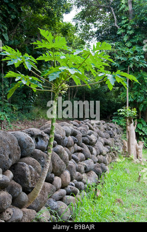 Baum wächst aus Straße Böschung Ierusalema Hou Kirche, Halawa, Molokai, Hawaii. Stockfoto