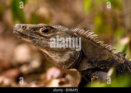 Schwarz, Langusten-tailed Leguan und Schwarzen Leguan (Ctenosaura Similis) im Manuel Antonio National Park in Puntarenas, Costa Rica. Stockfoto