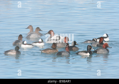 Kleines Floß der Ring necked Rothaarige Bufflehead Lesser Scaup und Canvasback Enten auf dem Eriesee im winter Stockfoto