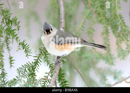 Tufted Meise in Schierling Stockfoto