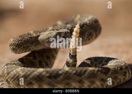 Eine westliche Diamondback Klapperschlange Sonnen auf einem Felsen in der texanischen Wüste West bereitet sich auf Streik Stockfoto