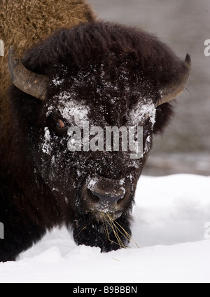 Amerikanische Bisons Gesicht nach vorn Essen Grass Stockfoto